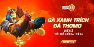 Ga xanh trich da Thomo Chien ke ‘bat kha chien bai soi ga